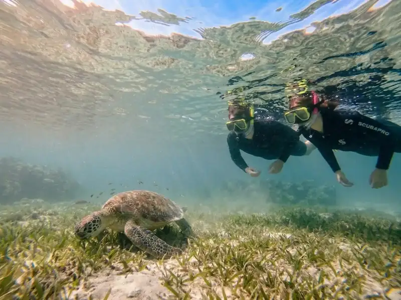 Snorkelling with a sea turtle in the clear waters near Parapat Water Village Resort, Semporna Islands